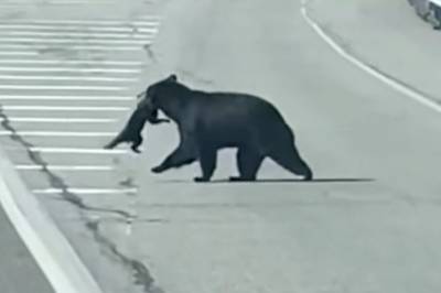 Stopper trafikken: - Herregud!