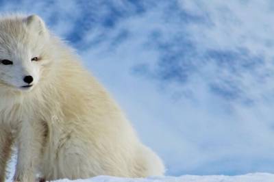 Advarer mot farlig parasitt på Svalbard: Lav spredning, men høy smittefare