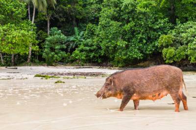 Slik endte ville griser opp på øyer langt ute i Stillehavet