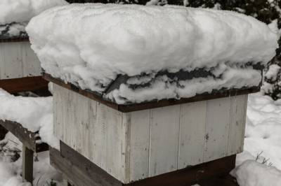 Hvorfor blir bier borte på Østlandet? – Det er vanskeligere å være birøkter nå