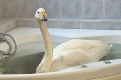Fikk svane på badet