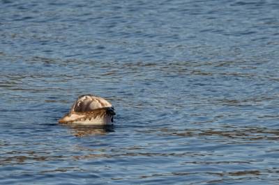 Trodde ikke sine egne øyne