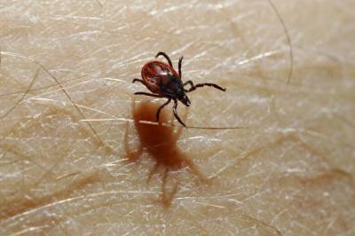 Flåttadvarsel: – Kan bli lengre sesong