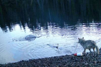 Filmer ulv som stjeler fra krabbeteiner. – Vi kunne ikke tro våre egne øyne