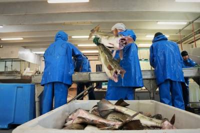 2025 ble tidenes beste år for norsk sjømateksport – dårlig nytt for kundene