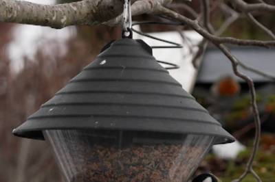 Hvor mange fugler har du?