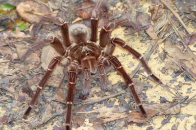 Verdens største edderkopp kan noe helt spesielt