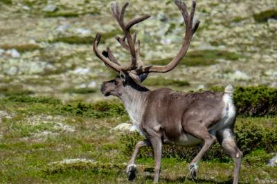 Villreinjakt er nødvendig forvaltning