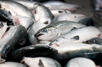 Nedgang i sjømateksporten tross lakserekord