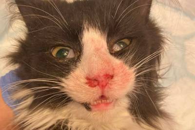 Fant 1,5 meter høyt tårn av avføring: – Et stort samfunnsproblem