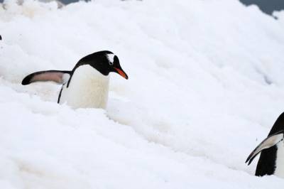 Fugleinfluensa sprer seg i Antarktis