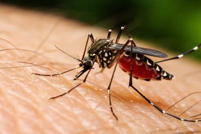 Antallet dengue-tilfeller overstiger 44 000 i Sri Lanka bare i 2026