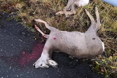 Advarer etter flere rådyr-påkjørsler i Sandnessjøen