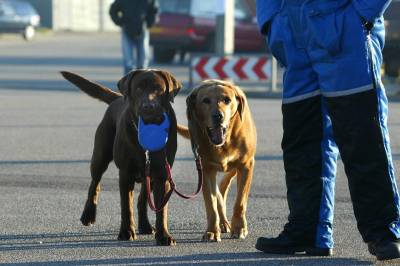 Slutt på båndtvang: Nå kan hunden løpe friere