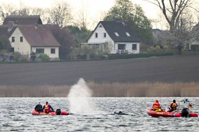 Hval-drama: Timmy slapp løs, men sitter fast igjen