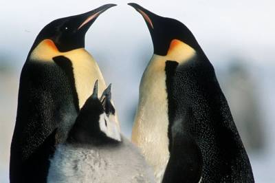 Keiserpingvinen er utrydningstruet som følge av klimaendringer