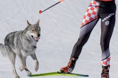Norge enkelt til finale da hund (!) stjal showet