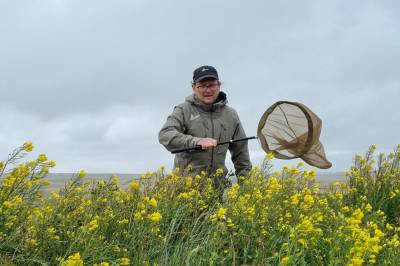 Første humle funnet på Falklandsøyene