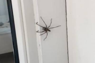Nå popper giga-edderkoppene frem. Er det mulig å holde dem ute av huset? 