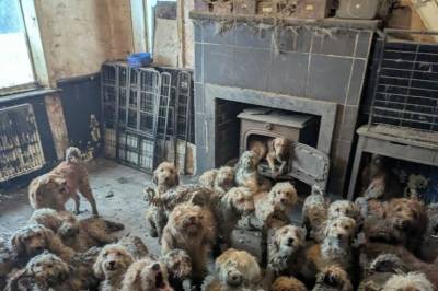 Reddet 250 hunder – trodde det var KI