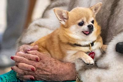 NRK: Prinsesse Astrids hund Wilma er død