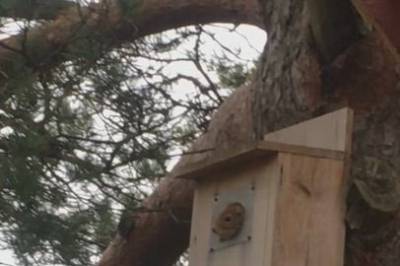 Ekorn på luftetur i kassa