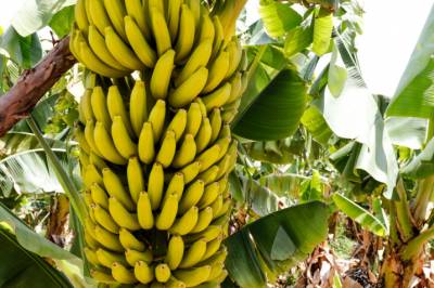 Bananen kan reddes, ifølge bananprodusent