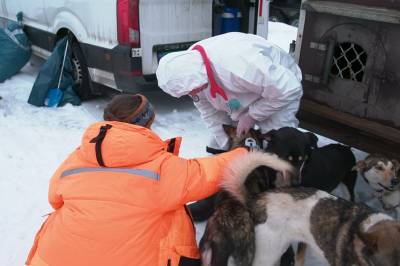 Kennelhoste i Finnmarksløpet: Fikk fløyet inn smitteverndrakter