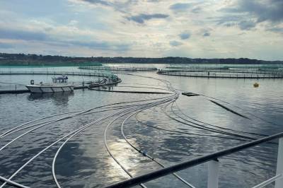 Mowi om lakseskatten: – Det er blitt dannet et veldig feil inntrykk