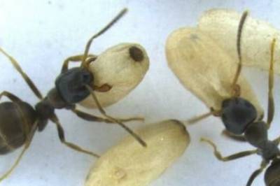 Unge maur ofrer seg selv for å beskytte kolonien mot sykdom