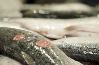 Mattilsynet makteslause mot lakse­smugling: – Vi har ingen sanksjonar for handa