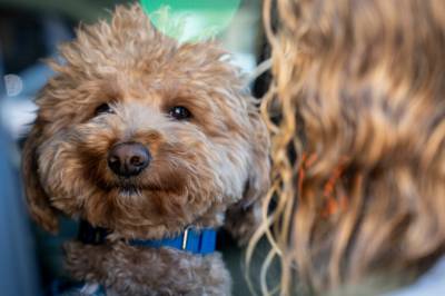 Hund forlatt på flyplass – adoptert av politimann