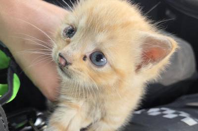 Kattunge forvillet seg inn i tunnel: – Pjusk liten katt