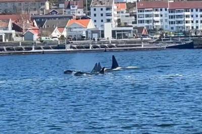 Dukket opp fra dypet