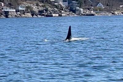 Oslofjorden: – Wow, wow, wow!