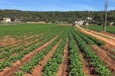 Bør vi la Norge gro igjen for å redde klimaet? – Kan oppfattes som kontroversielt