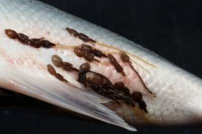 Klekket lakseluslarver for å trene KI til kamp mot blodtørstige snyltere