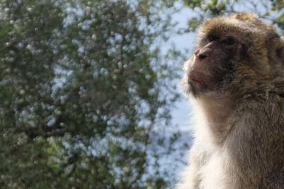 Stemmer det at aper ikke stiller spørsmål?