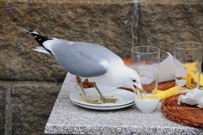 Jeg hater ikke måser
