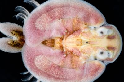 Kanskje du har sett en fiskelus uten å skjønne hva det var