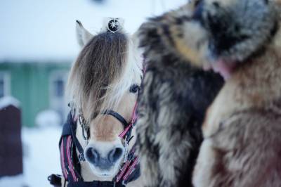 Hestevirus som kan smitte mennesker påvist i Sverige: Dette sier FHI og Nakstad