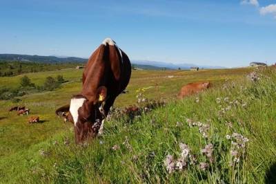 Lausdriftskrav frå 2034 og stølsdrift i Øystre Slidre  