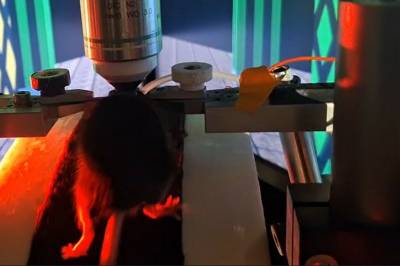 Forskere fant hjernens volumknapp