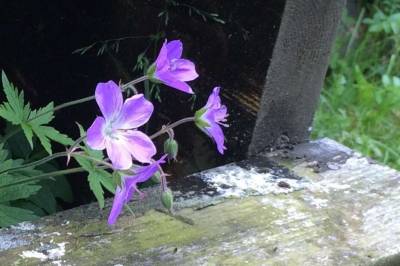 Plantene i skogen kan si deg hvilke sopper du finner