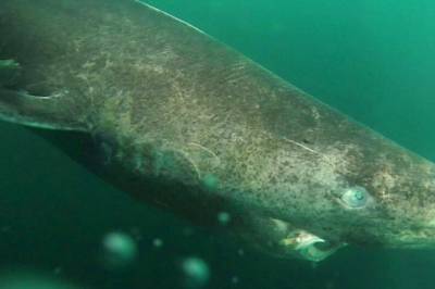 Nye funn forbløffer: - Banebrytende