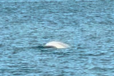 Vilt syn i Oslofjorden