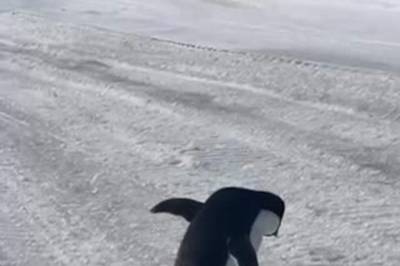 Uvanlig besøk i Antarktis