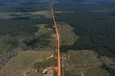 Noen få tresorter sørger for gjenveksten i Amazonas