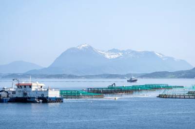 Fleire laksegigantar betalte ikkje ei krone i lakseskatt i 2023