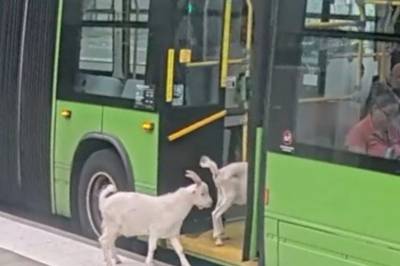Uvanlig syn på bussen